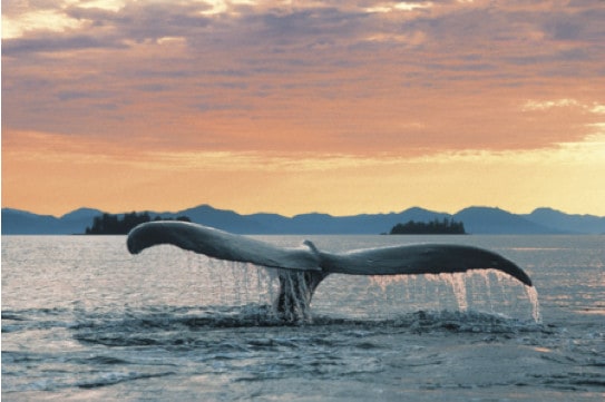 Whale Watching St Lawrence