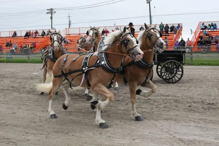 182nd Markham Fair Delivers Four Days of Family Fun