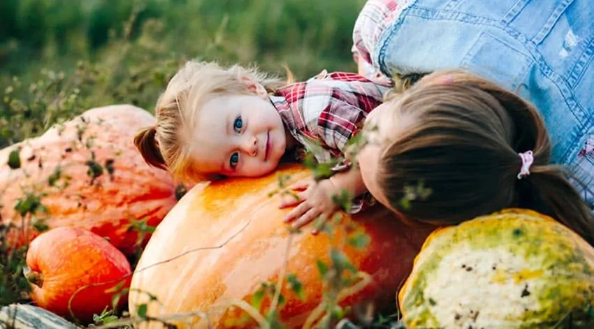 Pumpkin Patches in the GTA