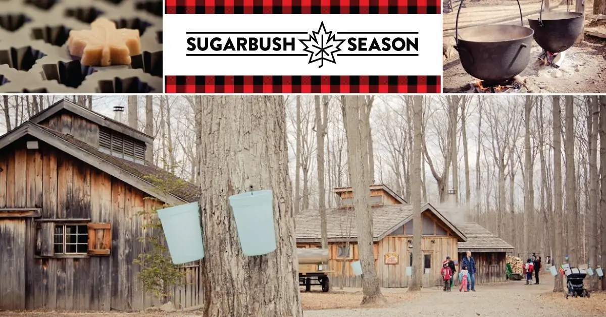SugarbushSeasonHalton Mounstberg Sugar Bush Maple Town