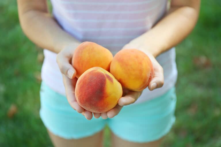 Where to Pick Peaches in Southern Ontario Child's Life