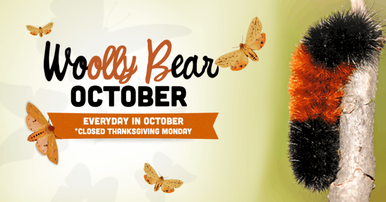 WOOLLY BEAR October