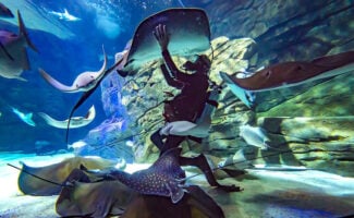 RipleysAquarium-rays