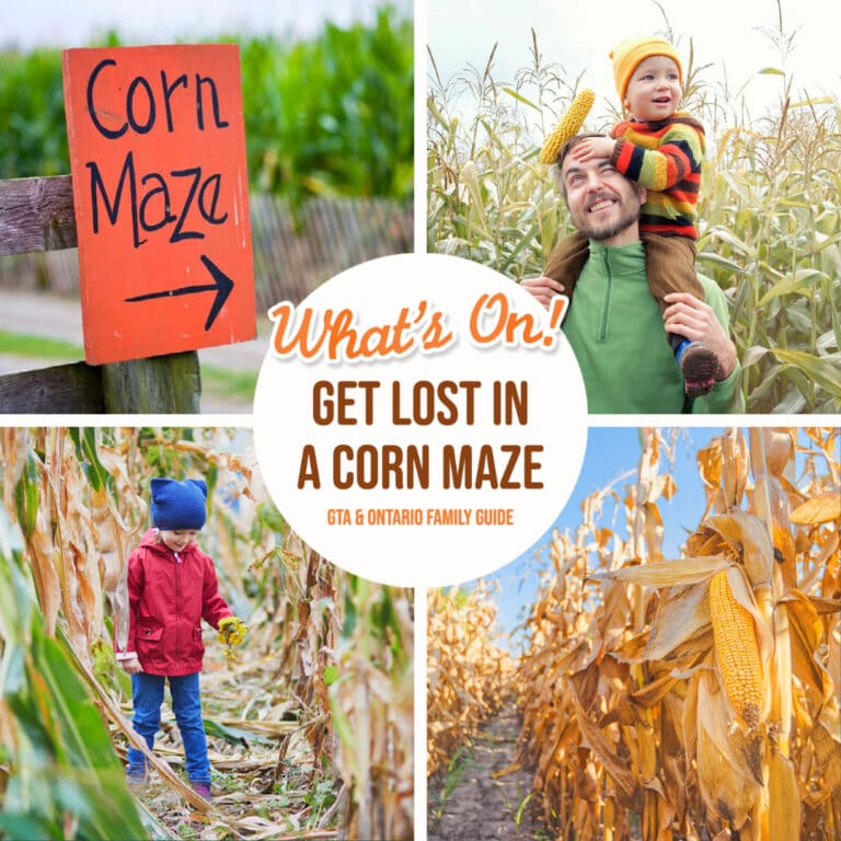 Get Lost in a Corn Maze: GTA & Southern Ontario Guide