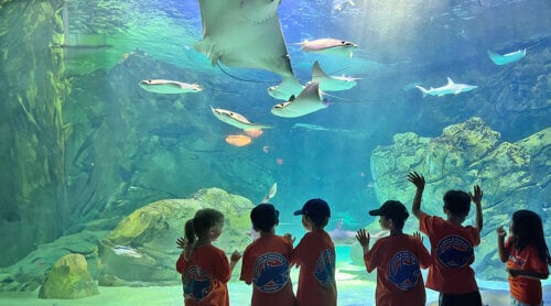 Ripleys Aquariums Summer Camp