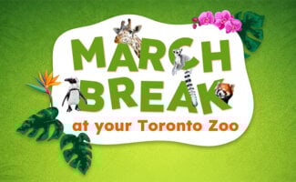 March Break at Your Toronto Zoo