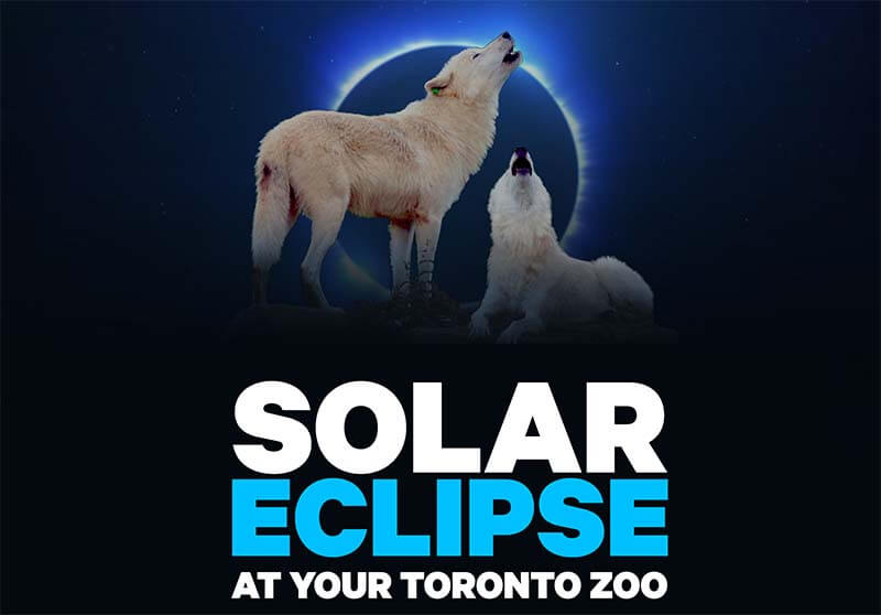 Solar eclipse at the Toronto Zoo