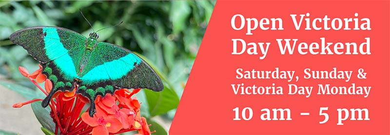 Cambridge Buttterfly Vistoria Day Weekend