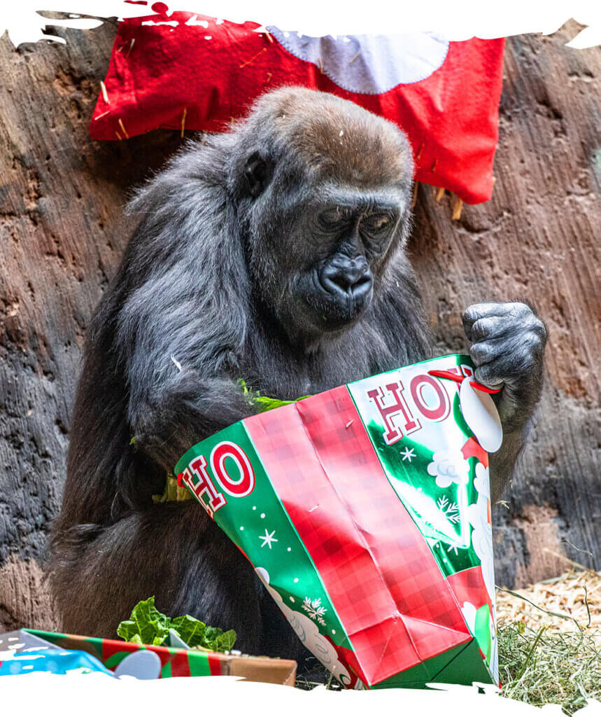 Christmas Day at the Toronto Zoo