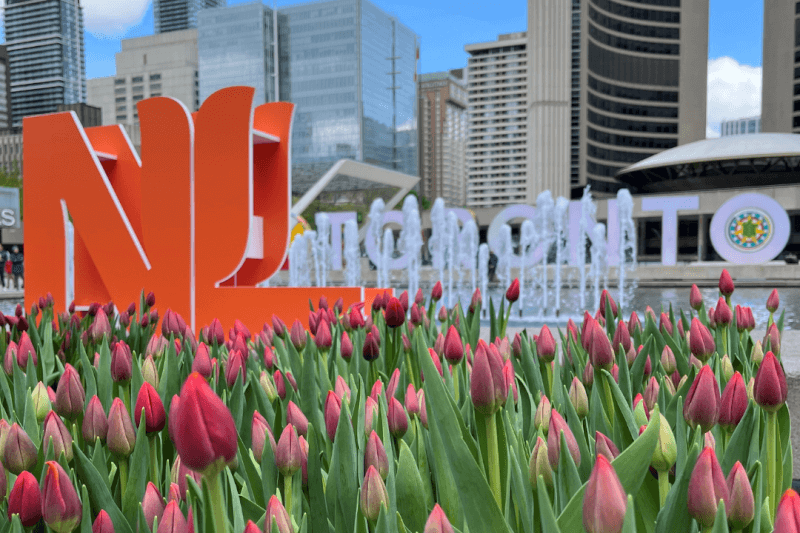 Toronto Tulip Festival