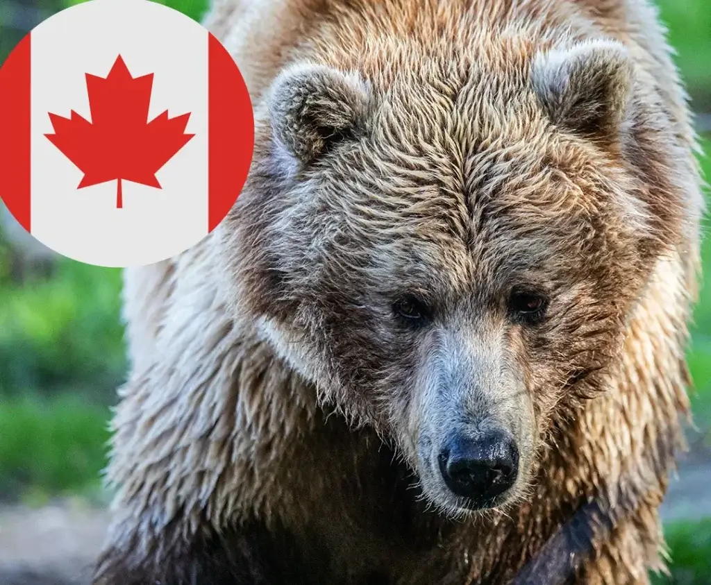 Toronto Zoo Grizzly