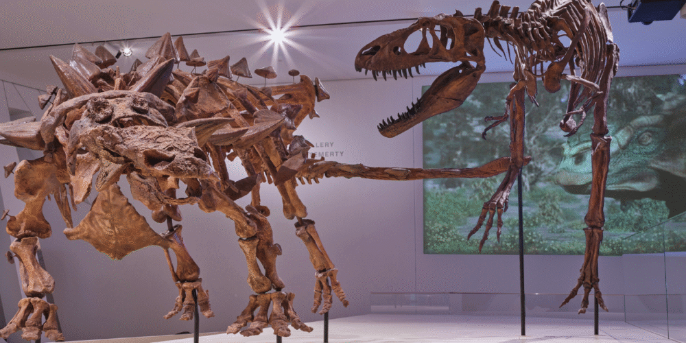 ROM Reopens The Age of Dinosaurs and Age of Mammals Galleries