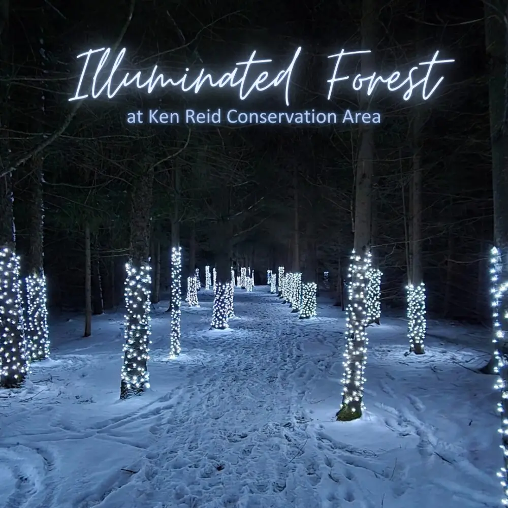 Kawartha Illuminated Forest