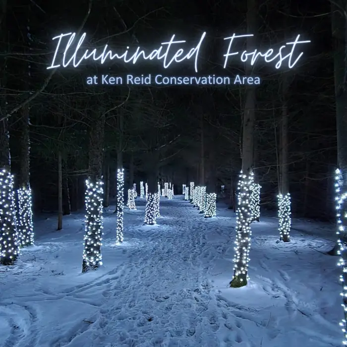 Kawartha Illuminated Forest