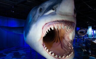 Megalodaon_rom