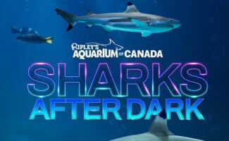 Ripley's Aquarium of Canada Sharks After Dark