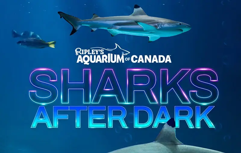 Ripleys-Sharks-After-Dark Ripley's Aquarium of Canada Sharks After Dark