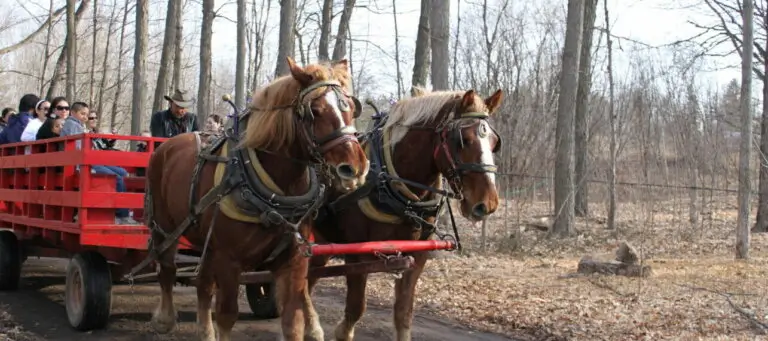 Kortright Maple Syrup Festival Wagon Ride
