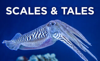 Scales & Tales