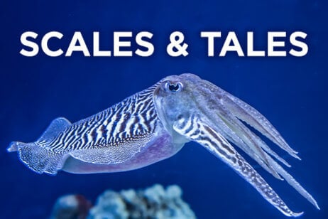 Scales & Tales