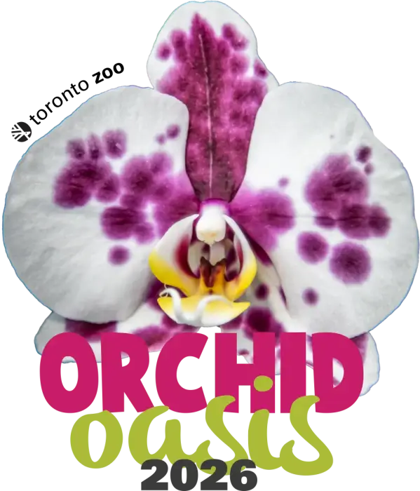 Orchid Oasis