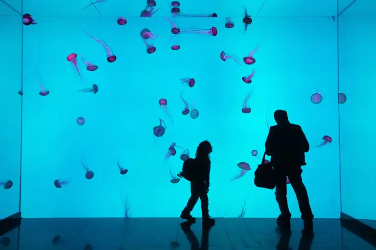 Ripley's Aquarium Planet Jellies