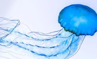 RipleysAquariums-JellyFish