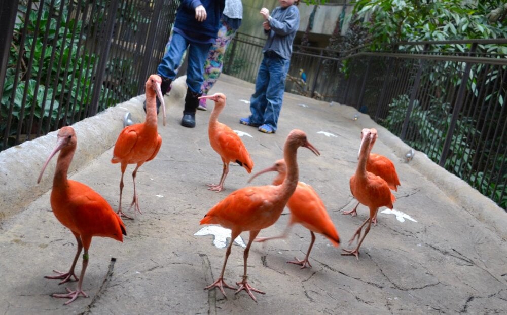 Birds at BIrd Kingdom Niagara Falls