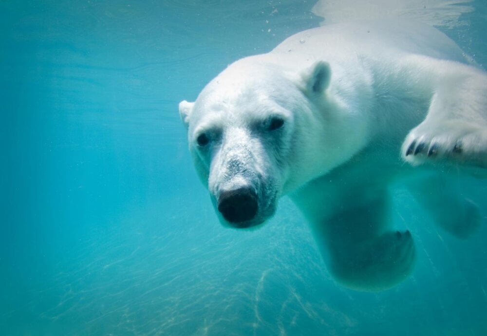 Polar Bear at the Toronto zoo