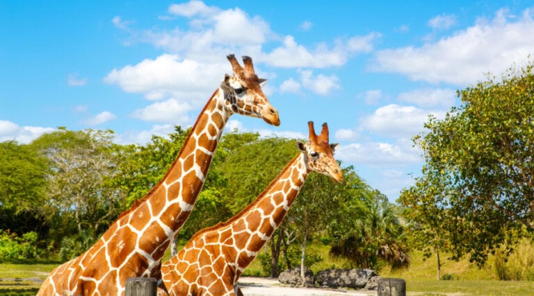 Best Family Memberships & Annual Passes in Toronto & the GTA