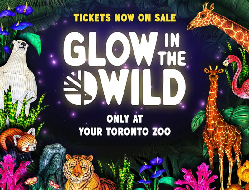 GlowintheWild