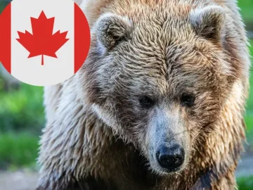 Toronto Zoo Grizzly
