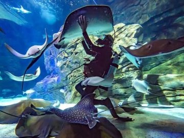 RipleysAquarium-rays