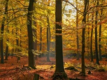 trees 2